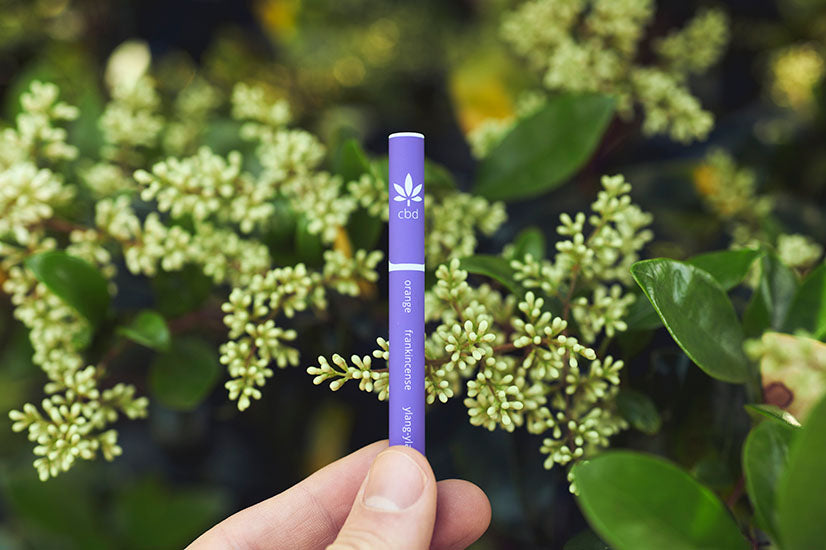The Enigmatic Journey of Cannabis Through Time
