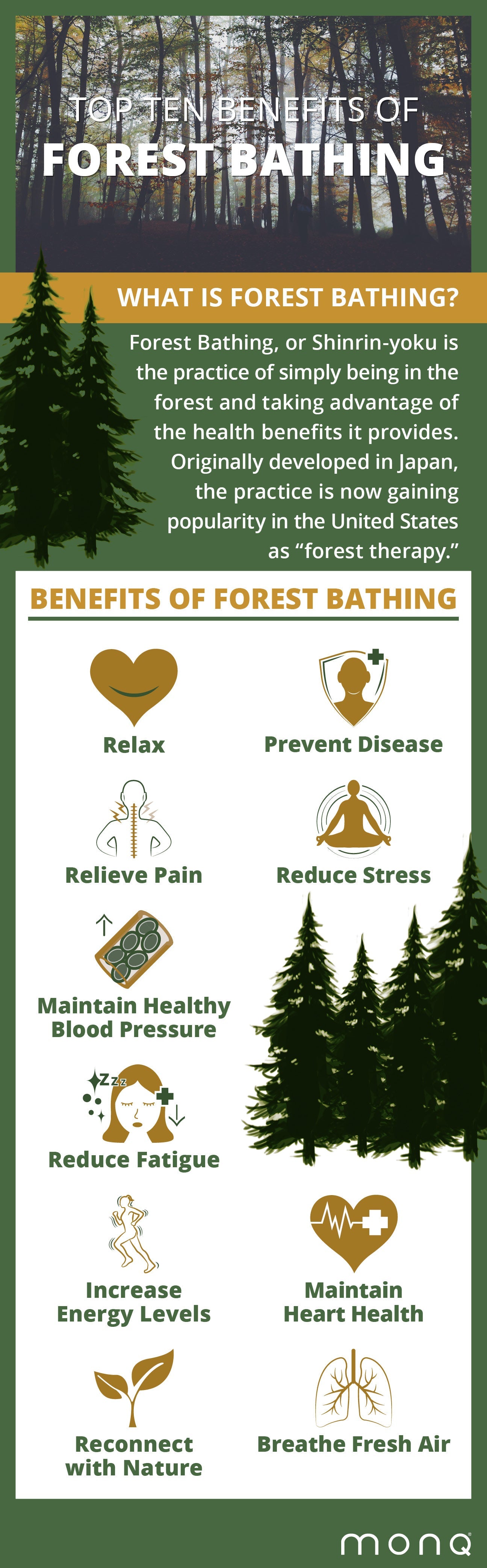 All About the Douglas Fir Tree
