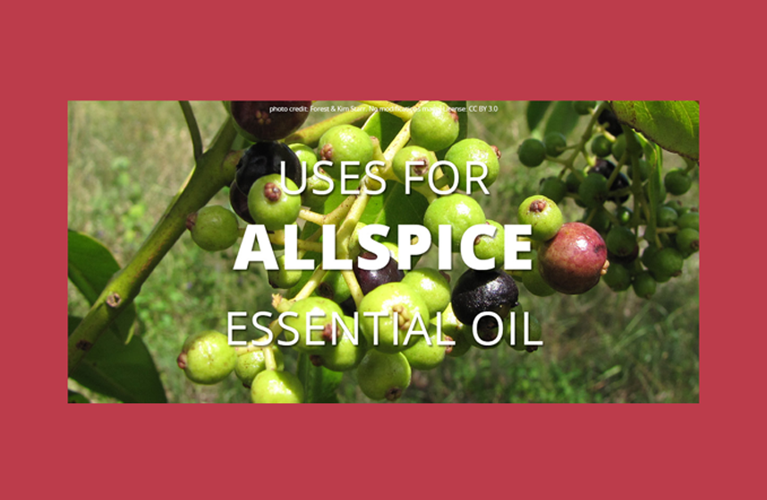 Allspice Essential Oil Uses