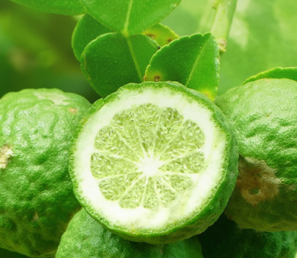 Bergamot: The Citrus Essential Oil for Uplifting Moods