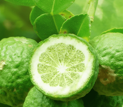Bergamot