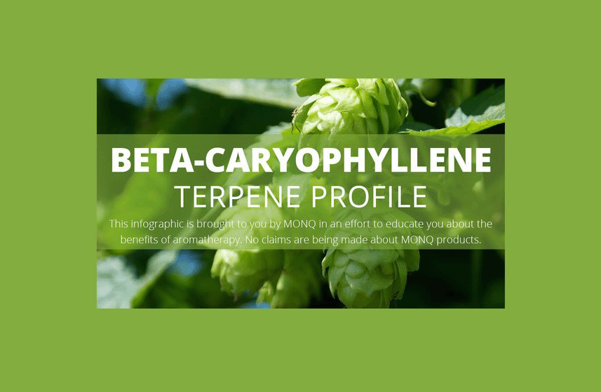 Beta-Caryophyllene Terpene Profile