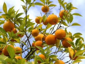 Bitter Orange Essential Oil - The Secret is in the Peel