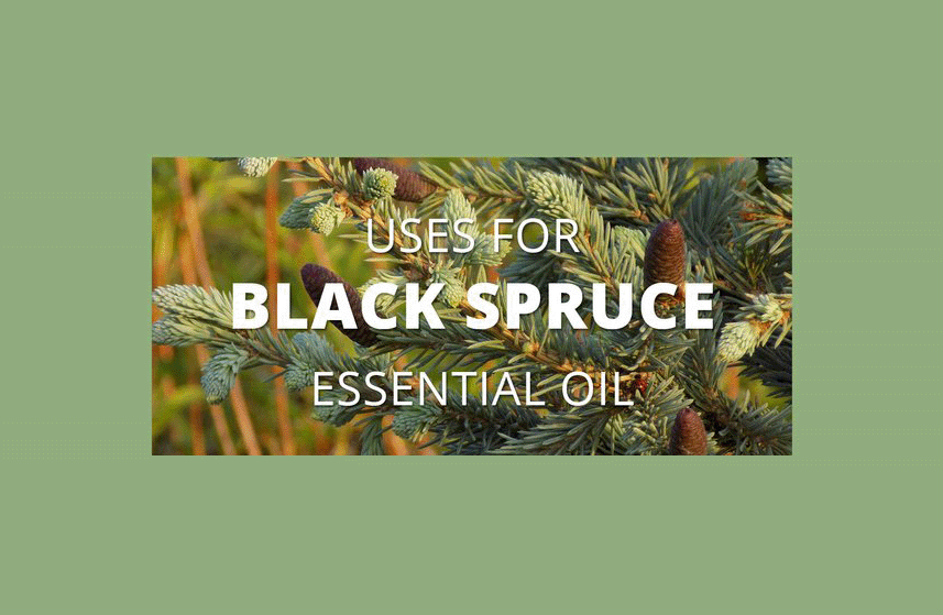 Black Spruce Essential Oil Uses