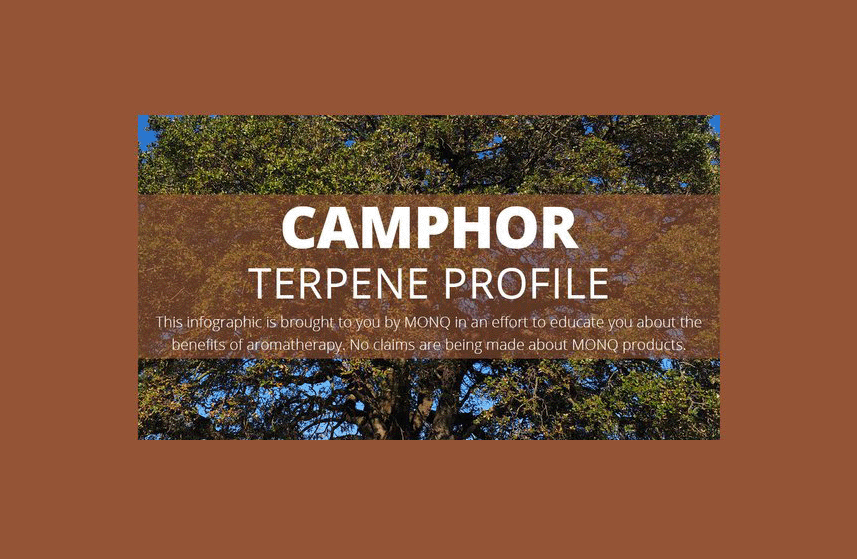 Camphor Terpene Profile