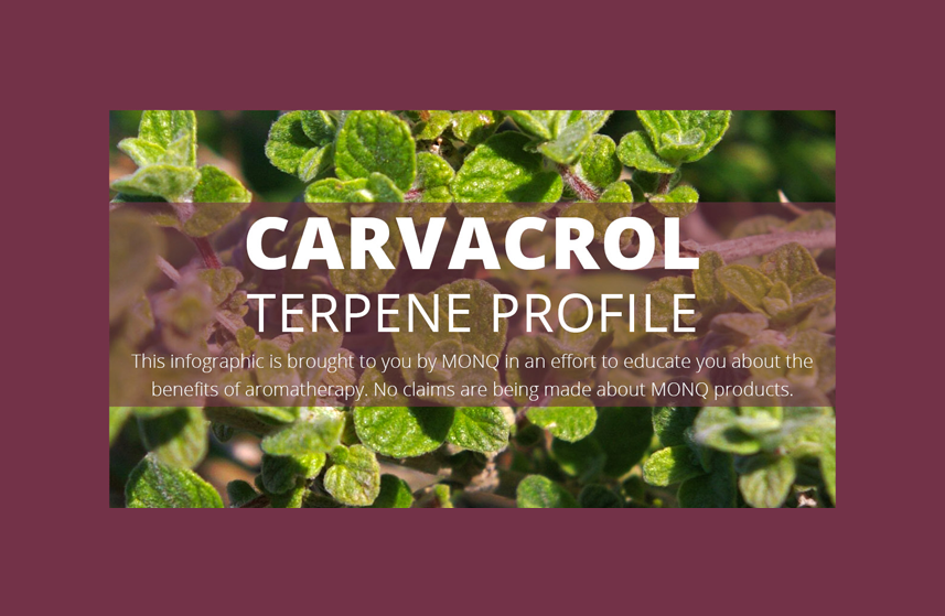 Carvacrol Terpene Profile