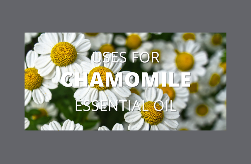 Chamomile Essential Oil