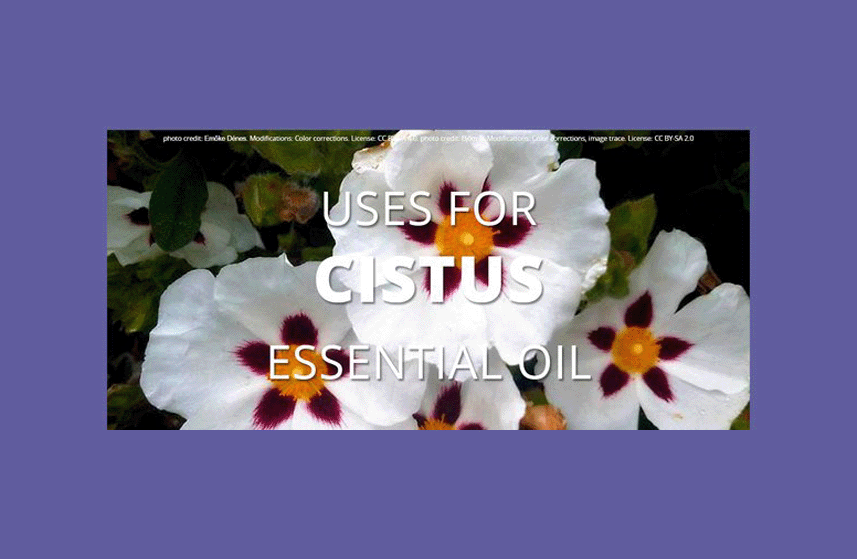 Cistus Essential Oil Uses