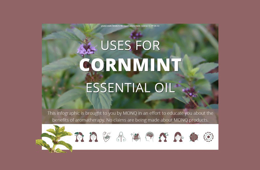 Cornmint Essential Oil Uses