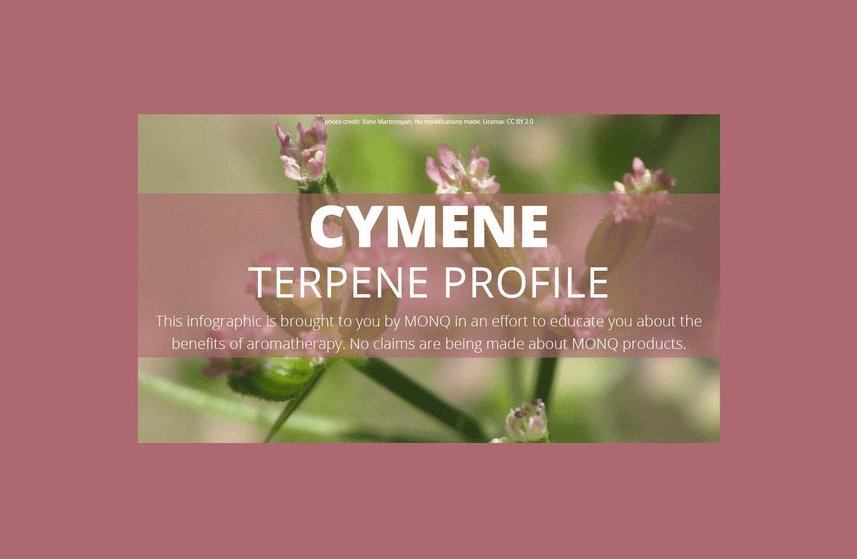 Cymene Terpene Profile Offered by MONQ