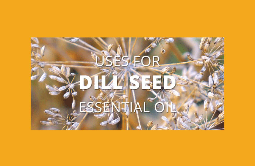 Dill Seed Essential Oil