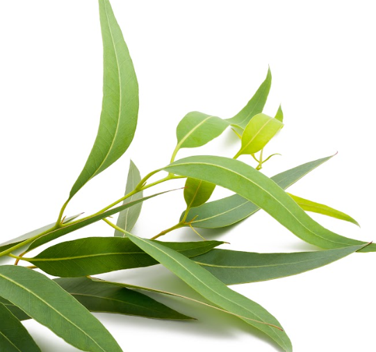 Eucalyptus Oil: Breathe Deep, Feel Refreshed