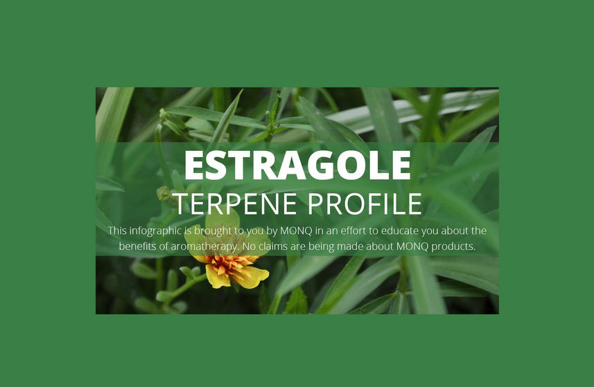 Estragole Terpene Profile