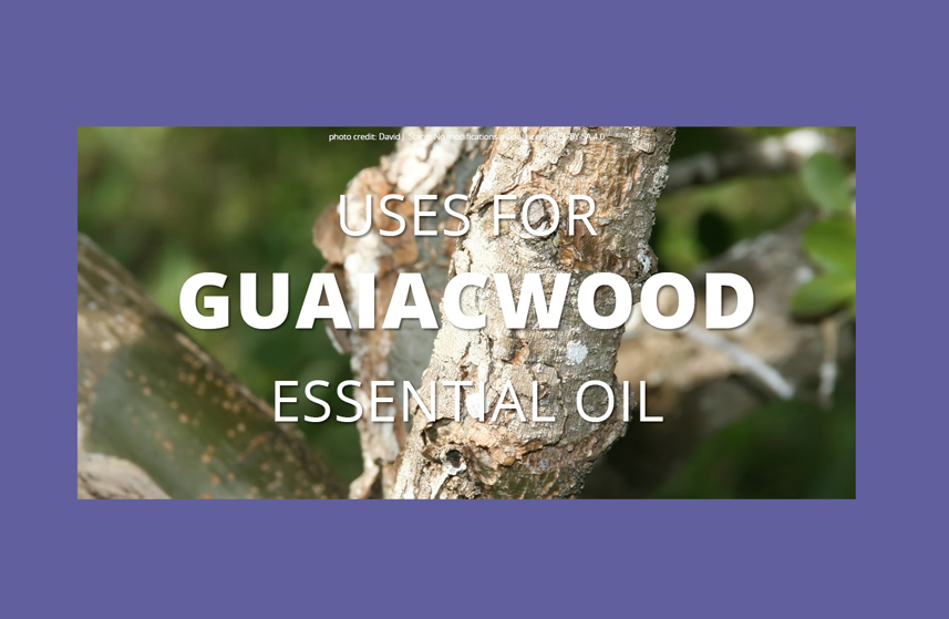 Guaiacwood Essential Oil Uses