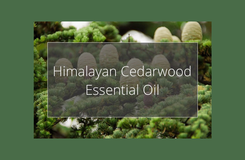 Himalayan Cedarwood Essential Oil Uses Infographic