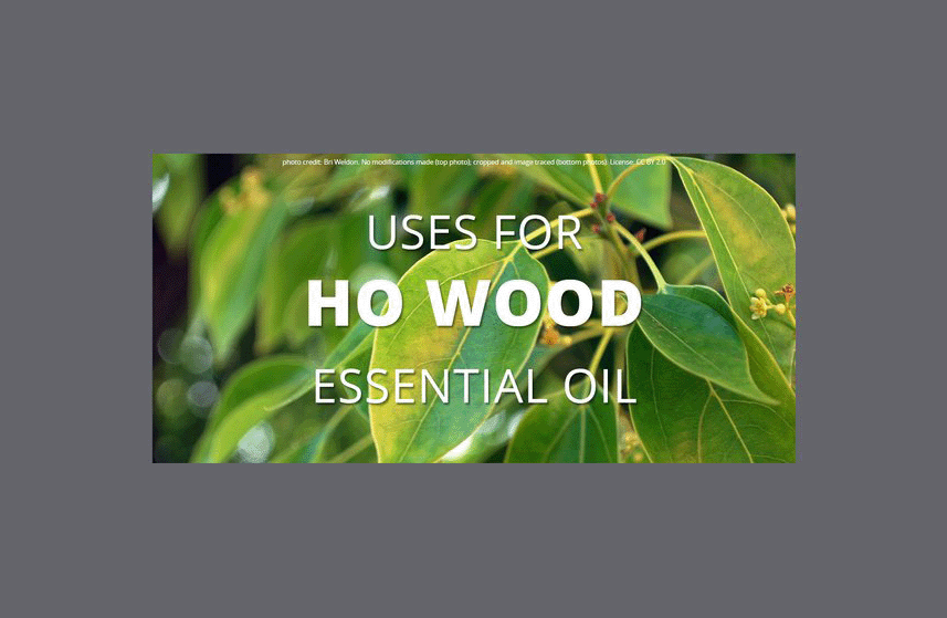 Ho Wood Essential Oil Uses Infographic