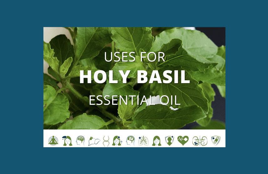 Holy Basil Essential Oil Uses Infographic