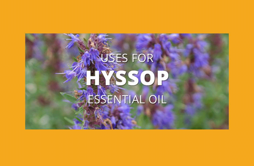 Hyssop Essential Oil Uses