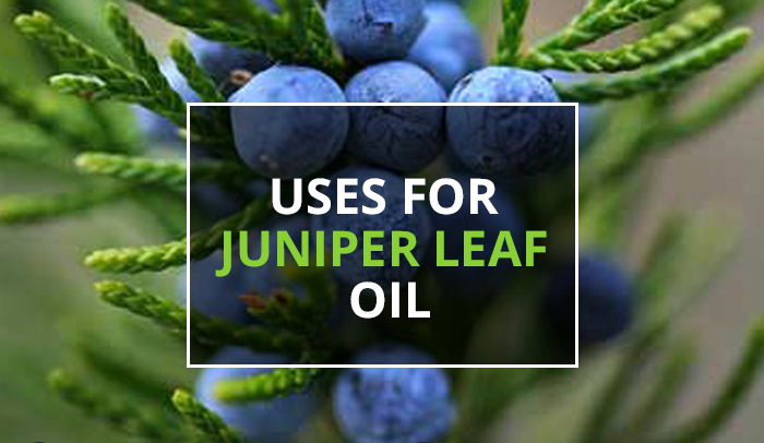 Juniper Lear Essential Oil