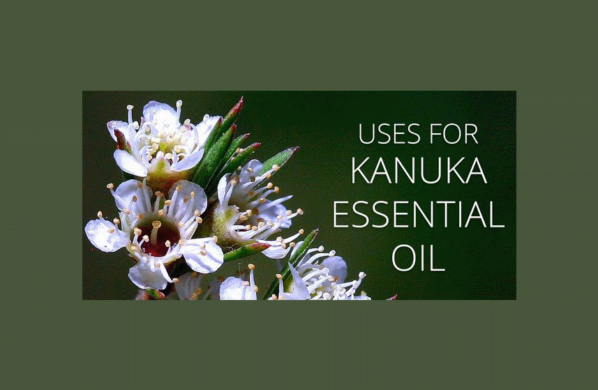 Kanuka Essential Oil Uses Infographic