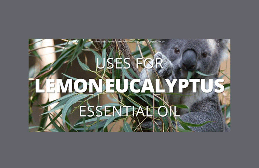 Lemon Eucalyptus Essential Oil Uses