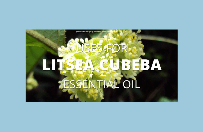 Litsea Cubeba Essential Oil Uses Infographic