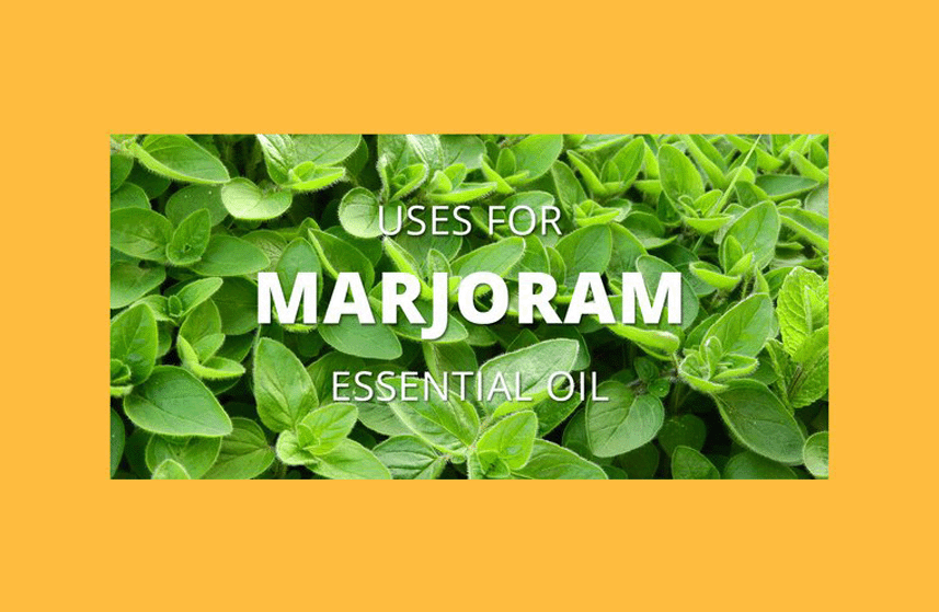 Marjoram Essential Oil Uses