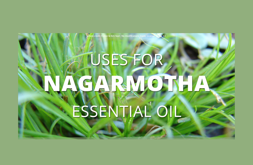 Nagarmotha Essential Oil