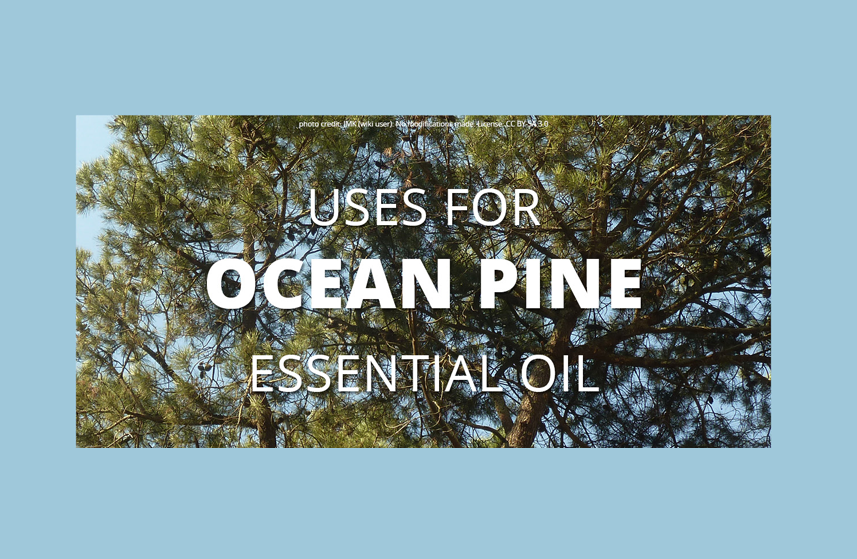 Ocean Pine Essential Oil