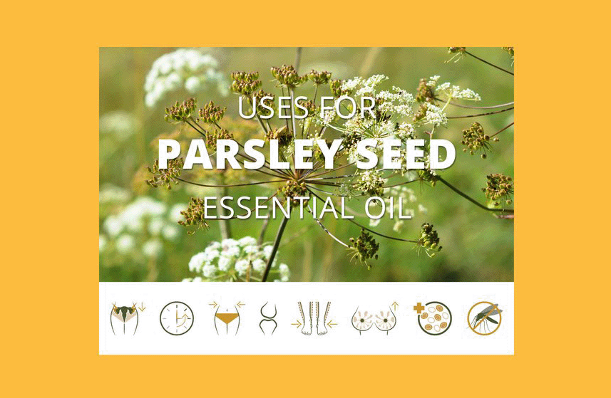 Parsley Seed Essential Oil