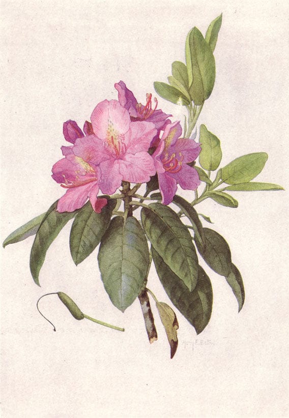 Rhododendron