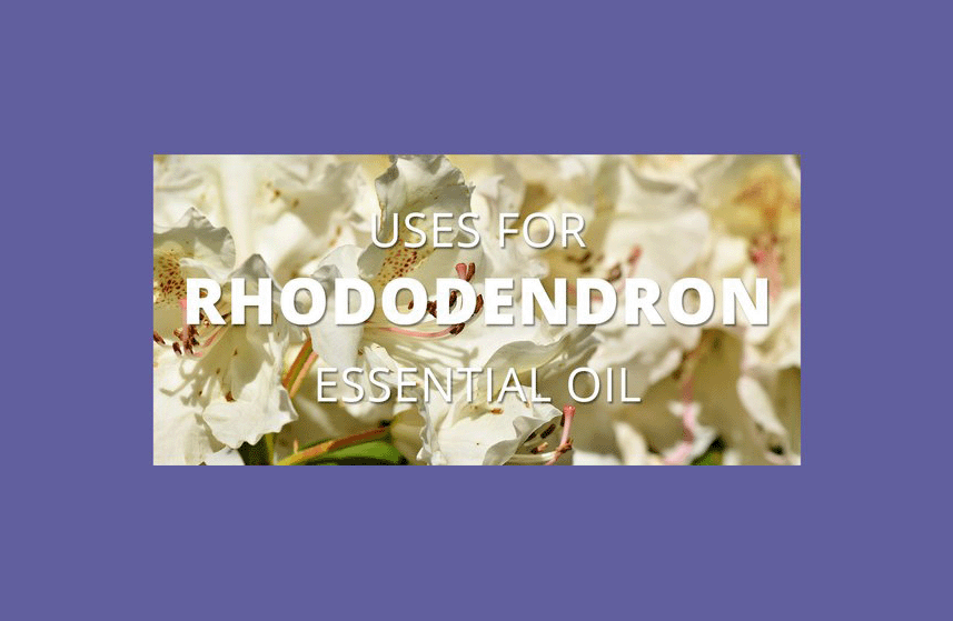 Rhododendron Essential Oil Uses