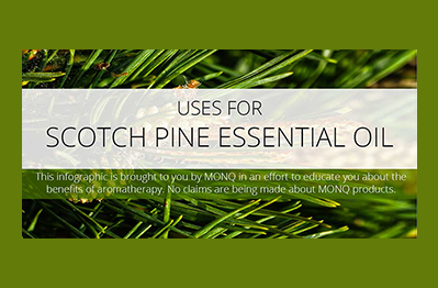 Scotch Pine