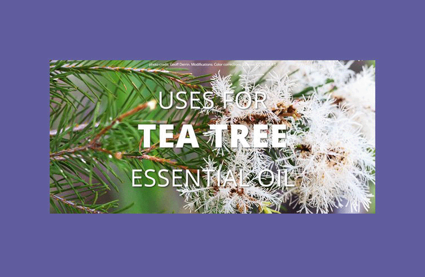 Tea Tree Essential Oil Uses