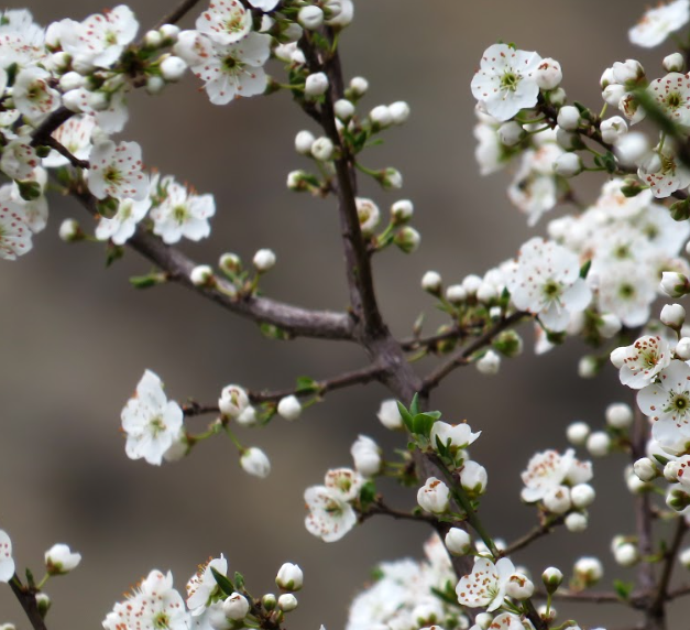 Tea Tree Oil: A Natural Remedy for Skin and Wellness