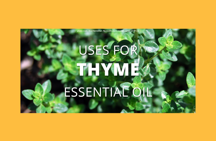 Thyme Essential Oil Uses