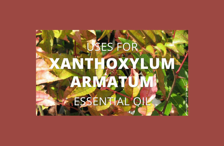 Xanthoxylum Armatum Essential Oil Uses