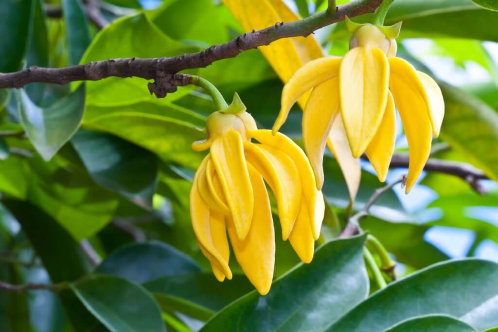 Ylang ylang