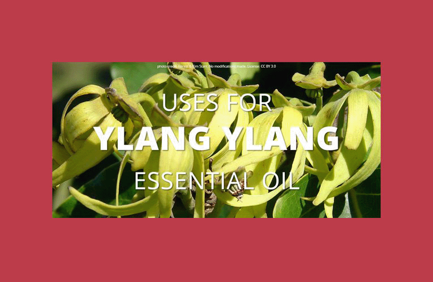 Ylang Ylang Essential Oil Uses Infographic