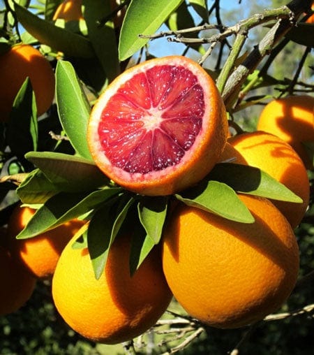 Blood Orange Essential Oil - Love Is in the Air