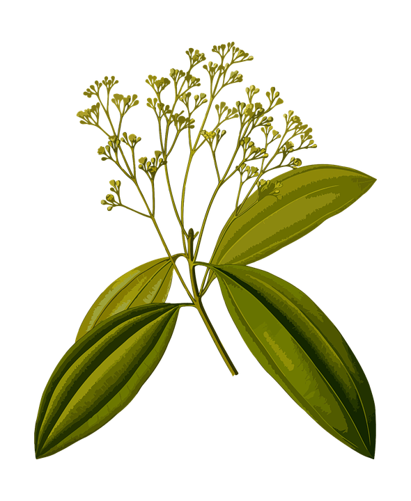 cinnamon leaf