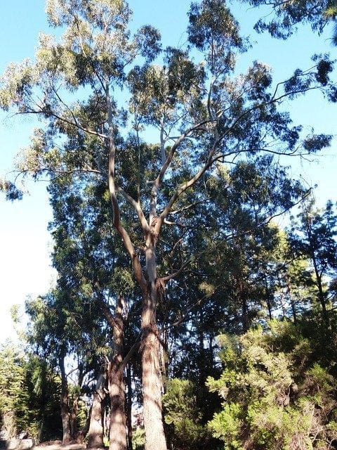 eucalyptus tree