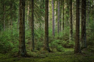 Why Trees and Forests are Essential to Human Life