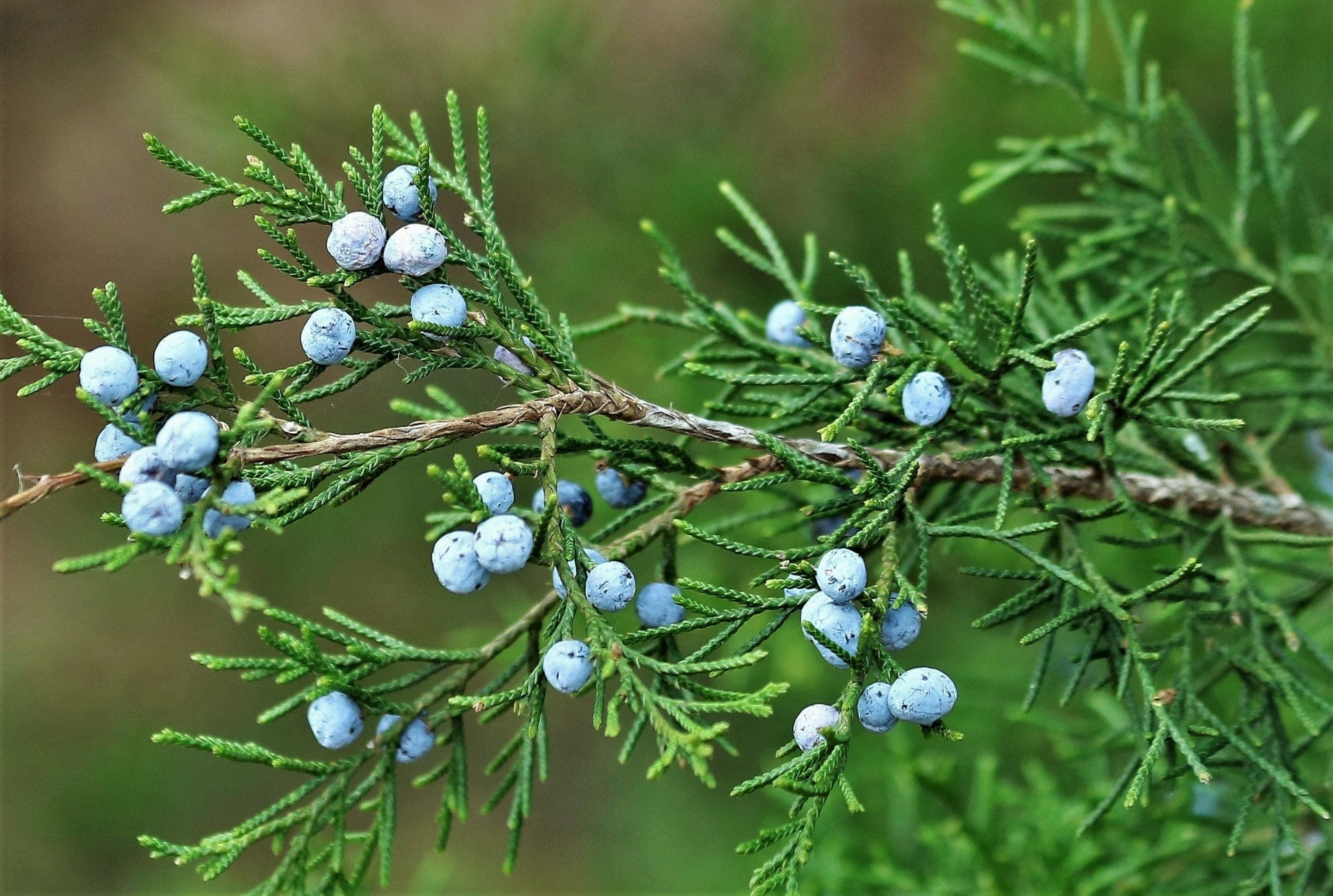 juniper berries close up - the source of juniper essential oil