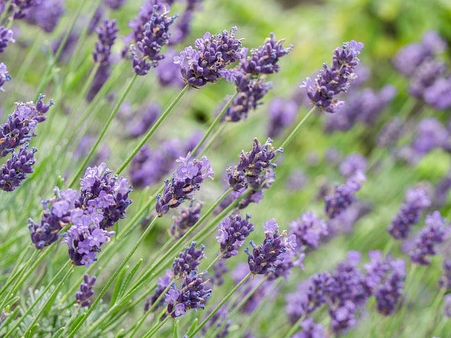 Lavender Essential Oil - The World’s Most Popular Essential Oil For a Reason