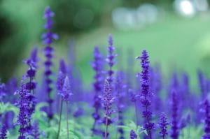 lavender