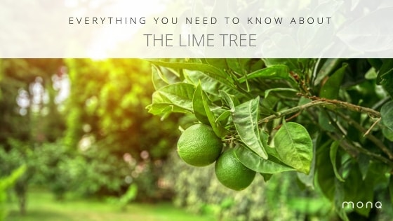 All About the Lime Tree
