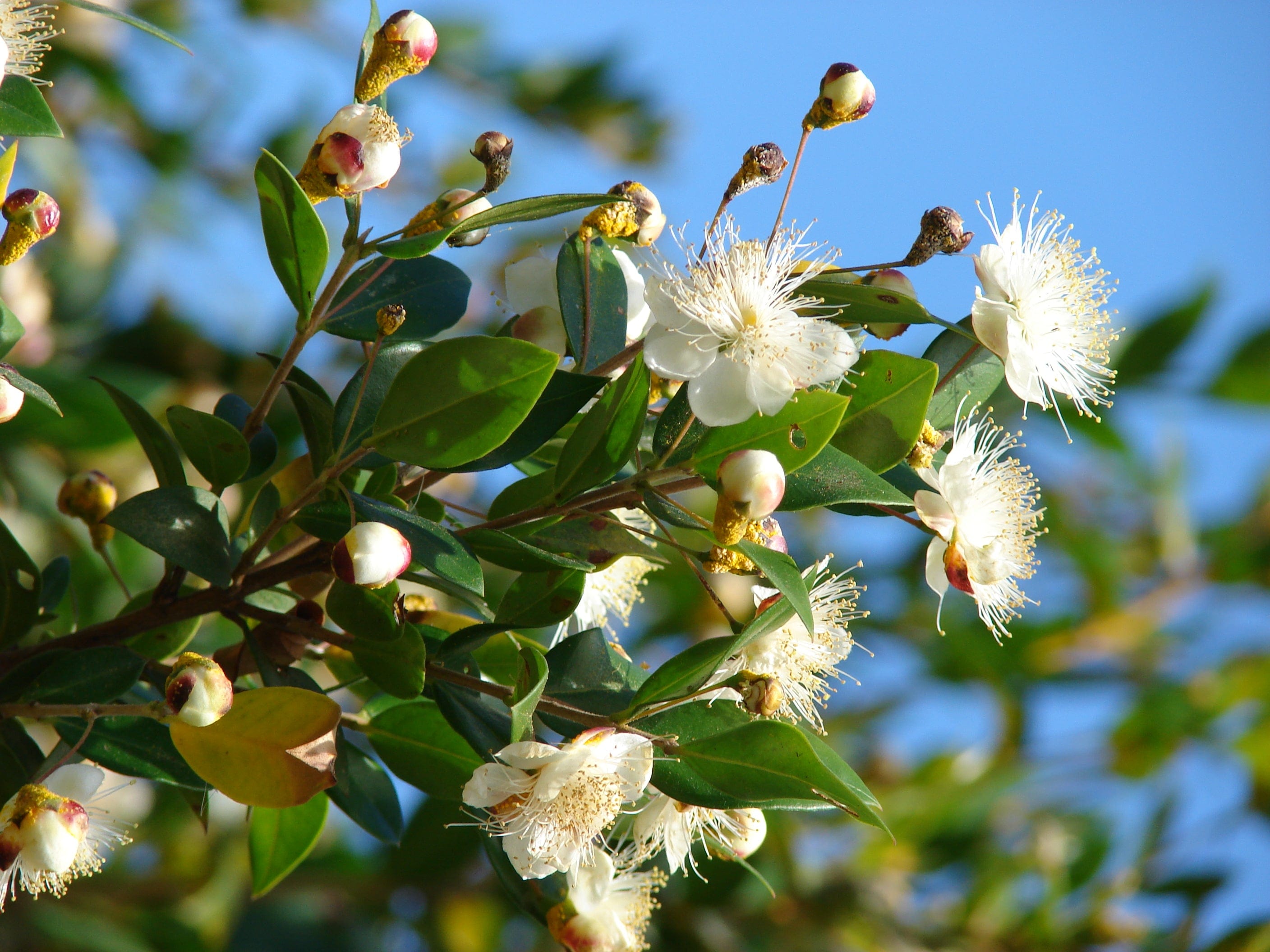 Manuka Essential Oil - A Tea Tree Family Member