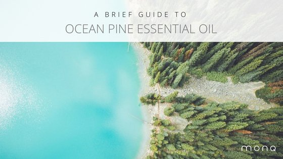 ocean pine essential oil|pine tree ocean|clear ocean|girl yoga on coast|pine tree ocean|runner on bridge||topical essential oil|beach sea shells|Ocean Pine Infographic|ocean pine