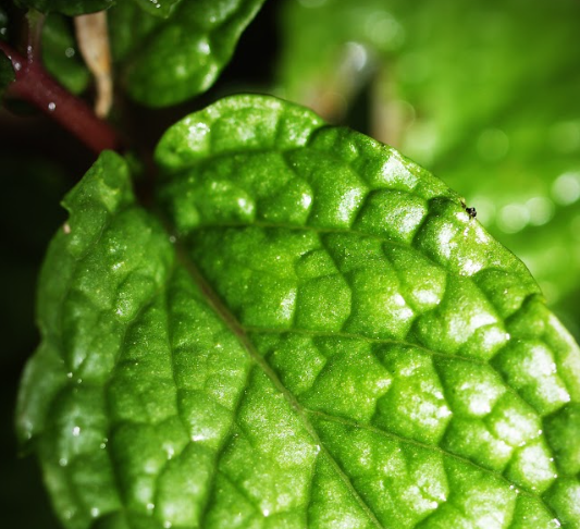 Peppermint Oil: Cooling, Energizing, Refreshing